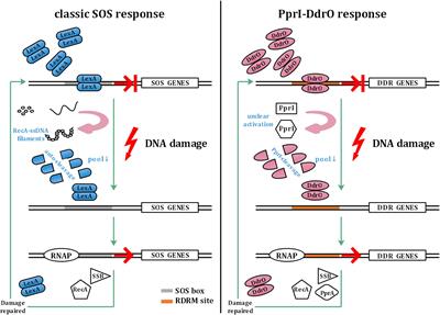 PprI: The Key Protein in Response to DNA Damage in Deinococcus